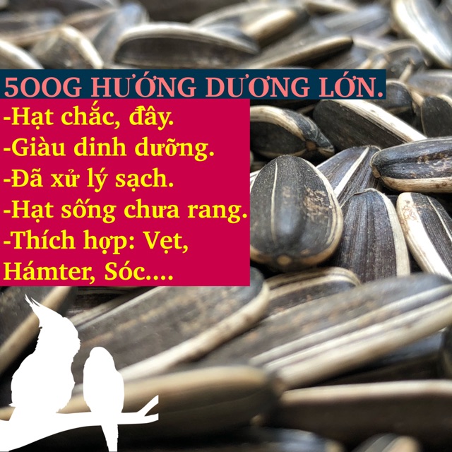 500G HƯỚNG DƯƠNG LỚN CHO THÚ CƯNG (hạt sống)