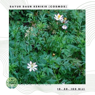 Rau lá kenikir hạt lá ăn được cosmos 30h
