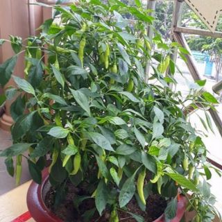 cây ớt sừng