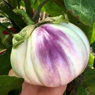 Hạt giống cà tím ý rosa khuyen mai km 30h