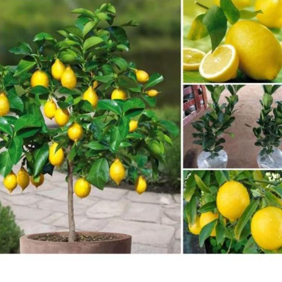 Cây chanh vàng Mỹ siêu quả, quả to mọng nươc cây con giống F1 cho ra quả sau 6-8 tháng trồng ( ảnh thật )