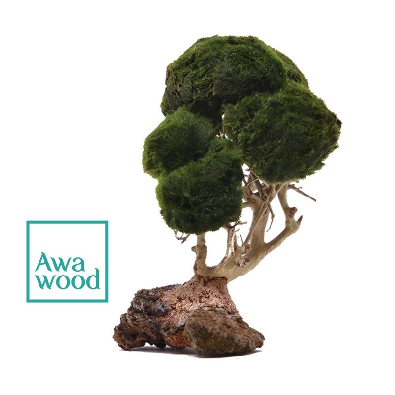 Lũa bonsai tự nhiên cao 10 cm