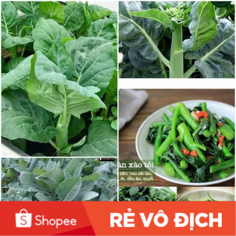 hạt giống cải ngồng làn mập 10 gam 💥SALE LỚN💥 chất lượng cao