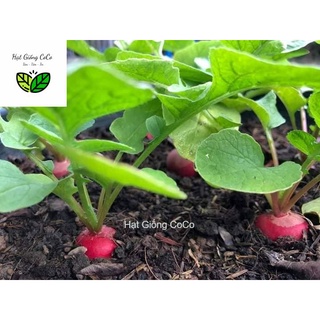 Hạt Giống Củ Cải Đỏ Cherry Gói 1Gr