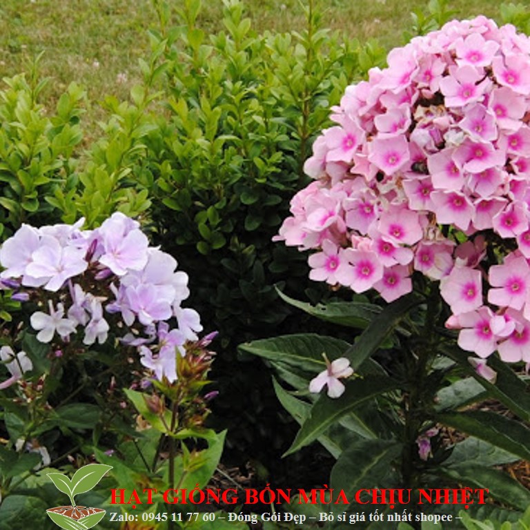 Hạt Giống Hoa thanh trúc Mix 50 Hạt/ Gói ĐẾN MÙA TRỒNG TẾT