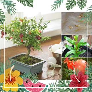 Hạt giống cây lựu lùn - 10 hạt f1