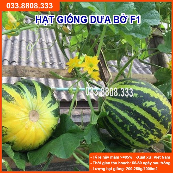 Hạt Giống Dưa Bở  - Dưa Dễ Trồng Tại Nhà