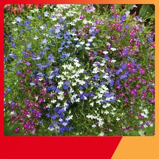 Hạt Giống Hoa Loberia Mix