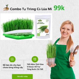 Hạt giống cỏ lúa mì hữu cơ + khay trồng+ quà 531k