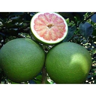 bưởi da xanh ruột đỏ
