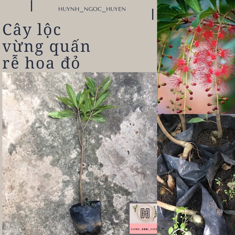 Chậu cây lộc vừng gốc quái