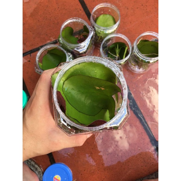 COMBO 5 Cây Hoa Súng Ngũ Sắc ( 5 màu)