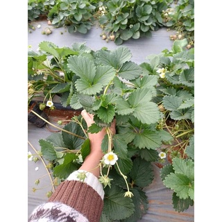 Dâu tây cây con giông Hanna chịu nhiệt,có cây có nụ hoa