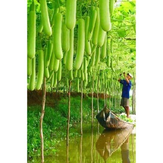 2g  Bầu sao trái dài