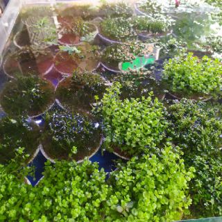 Cây thủy sinh Trân Châu