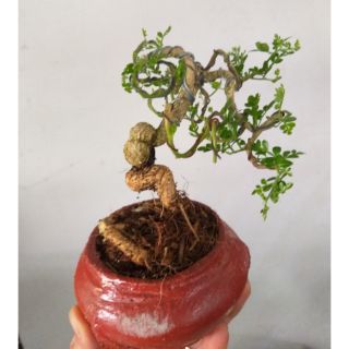 Cây Cần Thăng bonsai để bàn