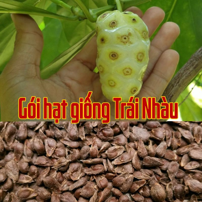 20 Hạt giống trái Nhàu. Trái nhàu công dụng hổ trợ gân cốt, hổ trợ đi ều tr ị đau nhức...