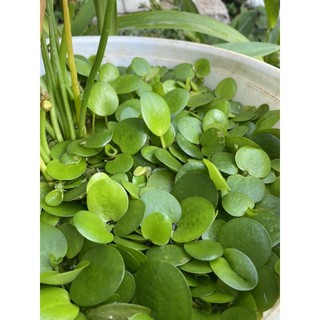 Combo 10 cây bèo Nhật. ( Hình chụp tại hồ)