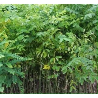 Cây giống hoa hoè