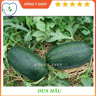 Gói lớn 1g - Dưa hấu Rado 331