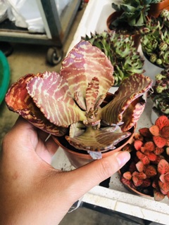Sen đá GẤM