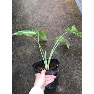 Chậu cứng môn  Mường Thái xanh