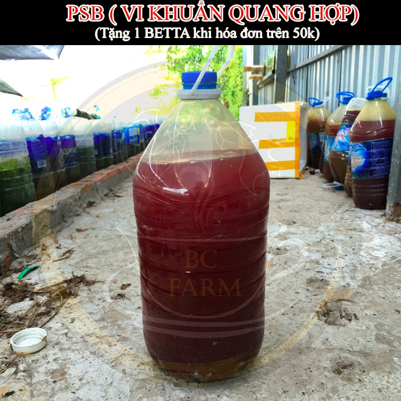 Vi sinh PSB bình 6 lít - Vi khuẩn quang hợp - Làm trong nước cực tốt
