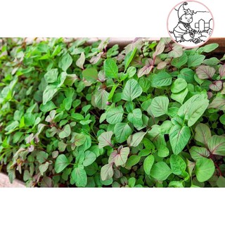 Hạt dền 3 màu, 3 loại dền xanh - dền đỏ - dền tiều - gói 20 gram