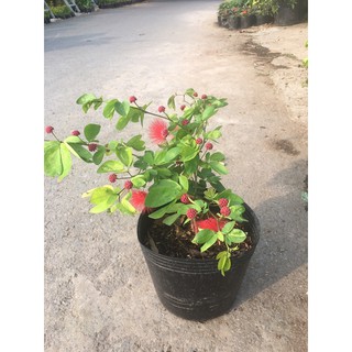Cây điệp lào