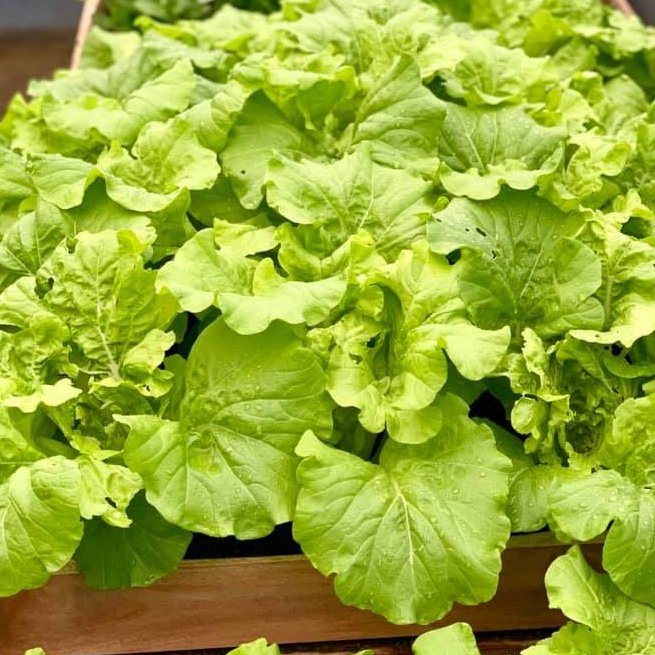 Hạt giống cải dún Nhật - Tỷ lệ nảy mầm 95%
