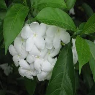 CÂY GIỐNG MAI VẠN PHÚC