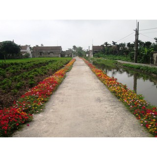 Hạt giống hoa mười giờ đơn Mix