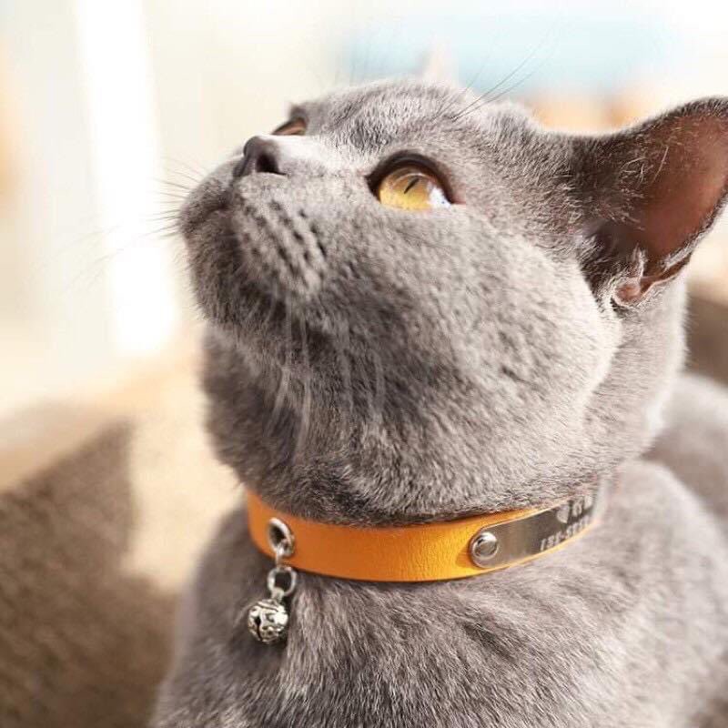 Vòng cổ da khắc tên cho thú cưng ( màu ngẫu nhiên )