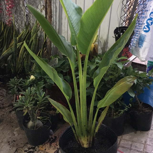 Cây chuối xẻ quạt