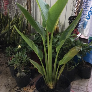 Cây chuối xẻ quạt