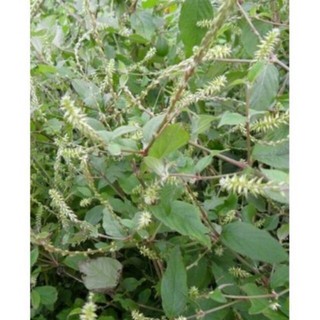 cỏ xước khô(ngưu tất nam)