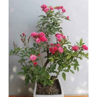 Cây giống hoa hồng chùm