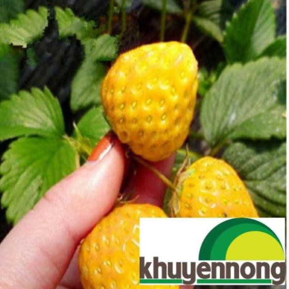 Hạt giống dâu tây vàng quả to chịu nhiệt 100 hạt