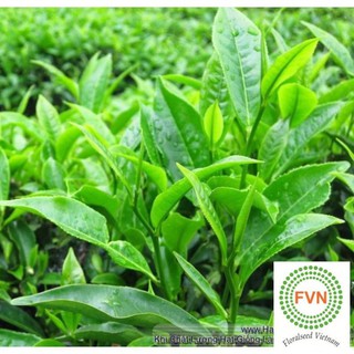 15h Hạt Giống Trà Xanh/ Chè - Tea Tree (Camellia sinensis) TỐT ƯU ĐÃI TRONG NGÀY HẠ GIÁ  TẶNG TÚI HẠT HOT HÓT Lucky