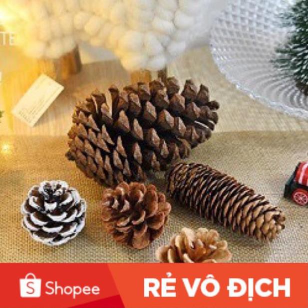 Quả Thông cỡ lớn 12cm