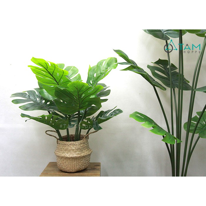 [CAO CẤP - Y THẬT] Cây Monstera trầu bà lá rùa xẻ giả loại 01 F-CHGL-11 SIZE NHỎ VÀ TRUNG