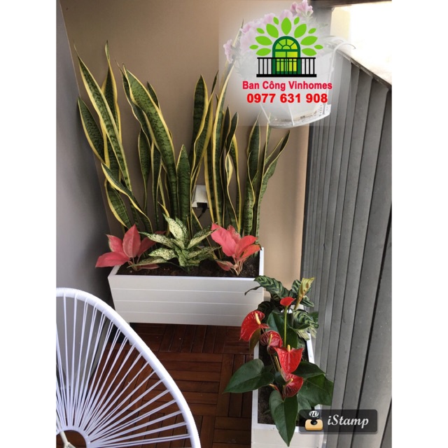 Chậu composite chuyên dùng trồng cây ngoài trời