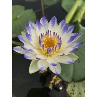 Củ hoa Súng Thái mini đủ màu