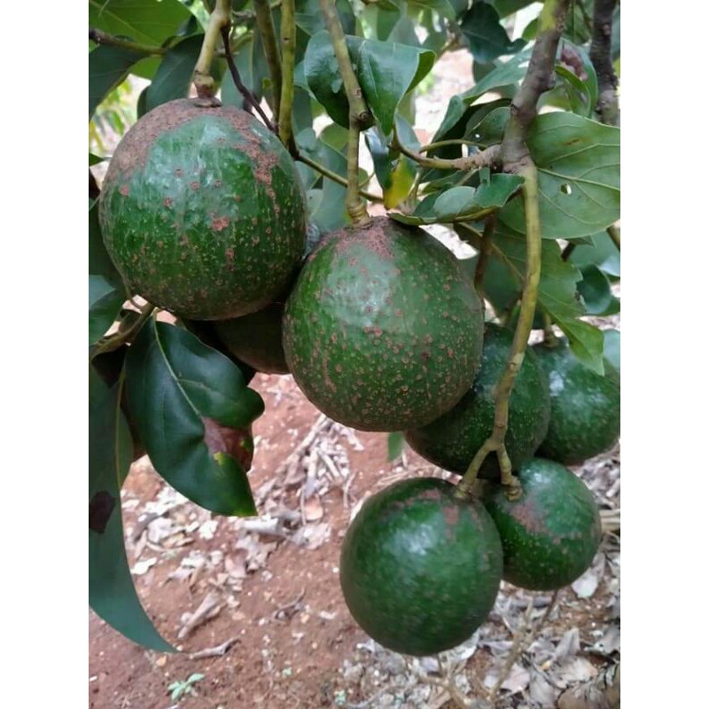 Bơ booth Di Linh Lâm Đồng