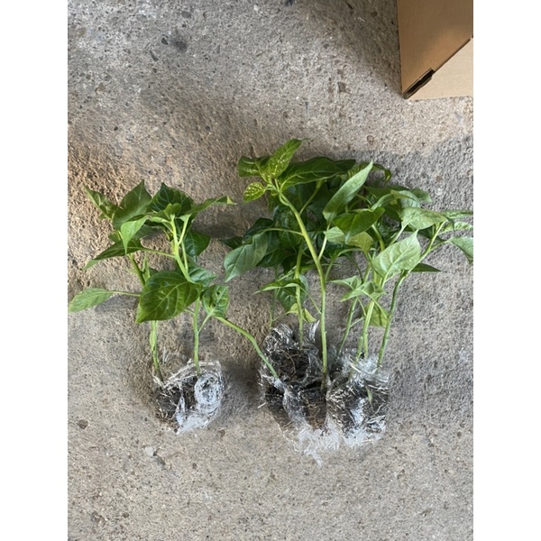 Cây giống Ớt habanero siêu cay cây vỉ nhất thế giới