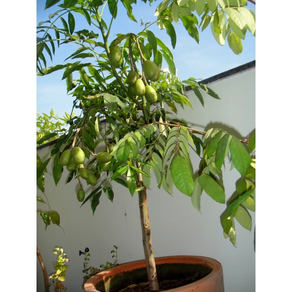Hạt giống cây ăn trái cóc Thái KNS3720 - gói 3 hạt
