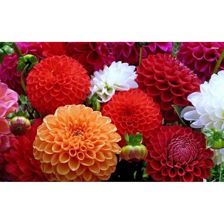HẠT GIỐNG HOA THƯỢC DƯỢC