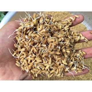 Hạt lúa (thóc) cho chim/gà hoặc ươm nảy mầm