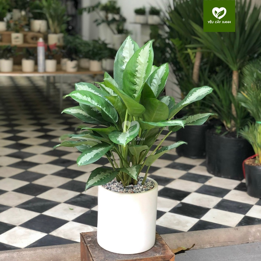 Cây Thanh Lam ( Cây Vạn Phúc ) nội thất trang trí văn phòng, cửa hàng giúp thanh lọc không khí