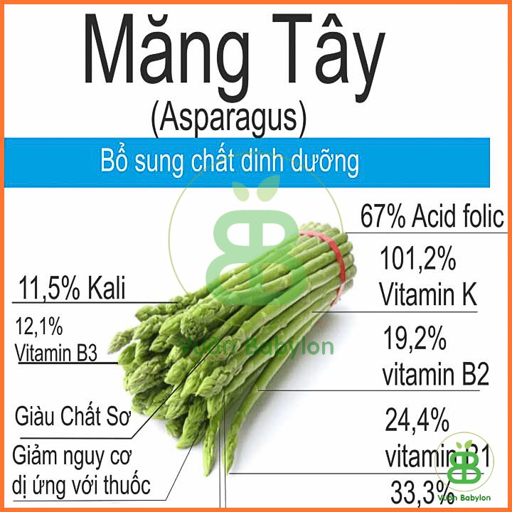 Hạt Giống Măng Tây 0,2G Dễ Trồng, Chịu Nhiệt Tốt